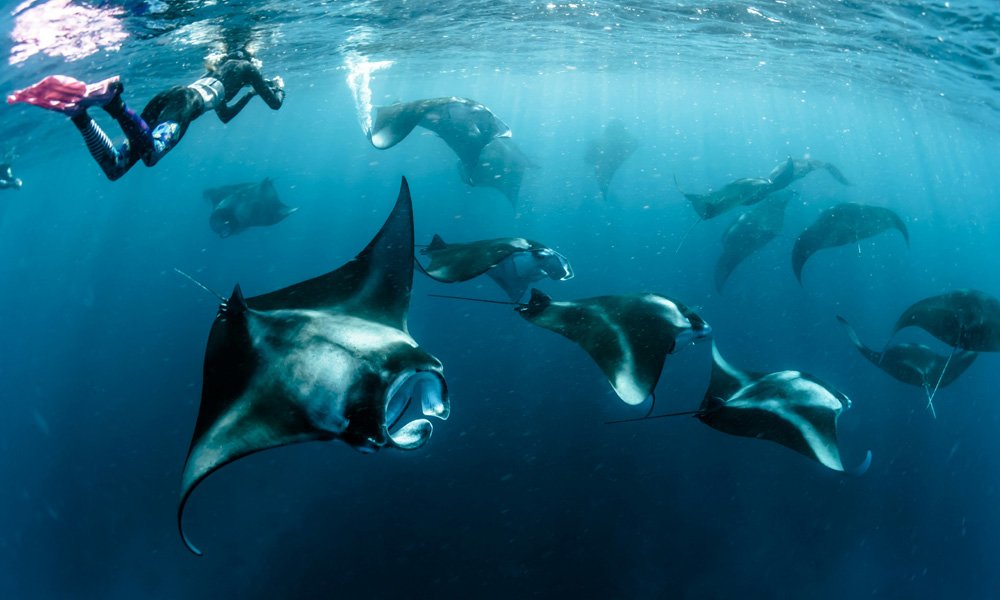 Nomads Diving - Dive Center in Nusa Penida